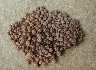 Tiger Nuts